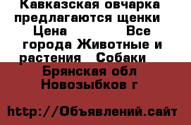 Кавказская овчарка -предлагаются щенки › Цена ­ 20 000 - Все города Животные и растения » Собаки   . Брянская обл.,Новозыбков г.